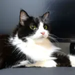 4 características do gato da raça ragamuffin  4 características do gato da raça ragamuffin