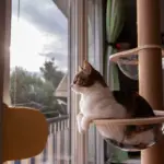 10 principais tipos de personalidade de gato 