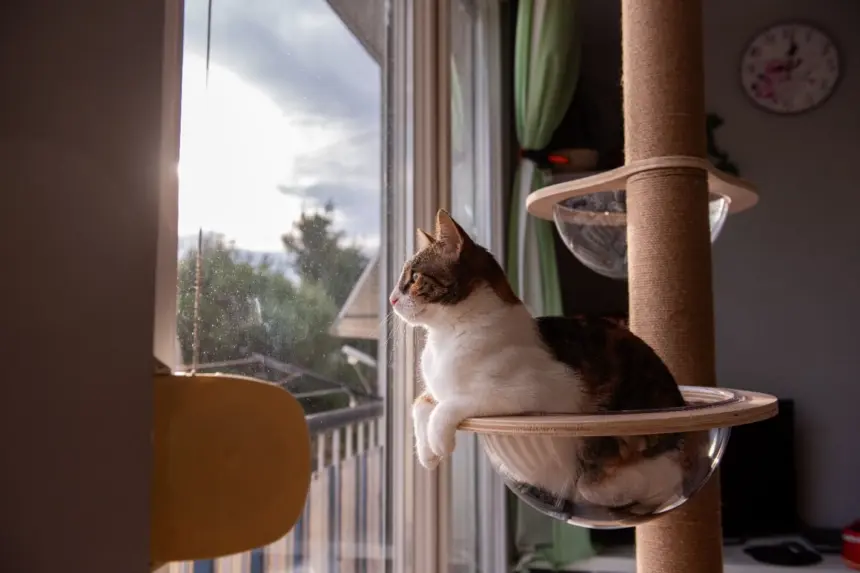 10 principais tipos de personalidade de gato 10 principais tipos de personalidade de gato