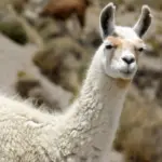8 curiosidades interessantes sobre as lhamas 8 curiosidades interessantes sobre as lhamas