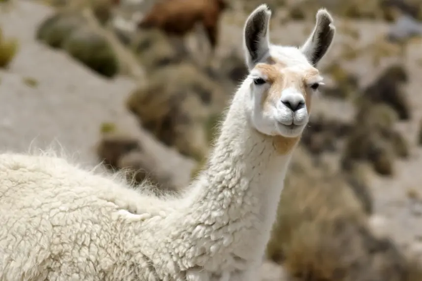 8 curiosidades interessantes sobre as lhamas 8 curiosidades interessantes sobre as lhamas