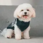 7 raças de cachorro com aparência de filhote 