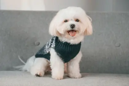 7 raças de cachorro com aparência de filhote 