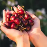 Confira os benefícios da cereja para a saúde