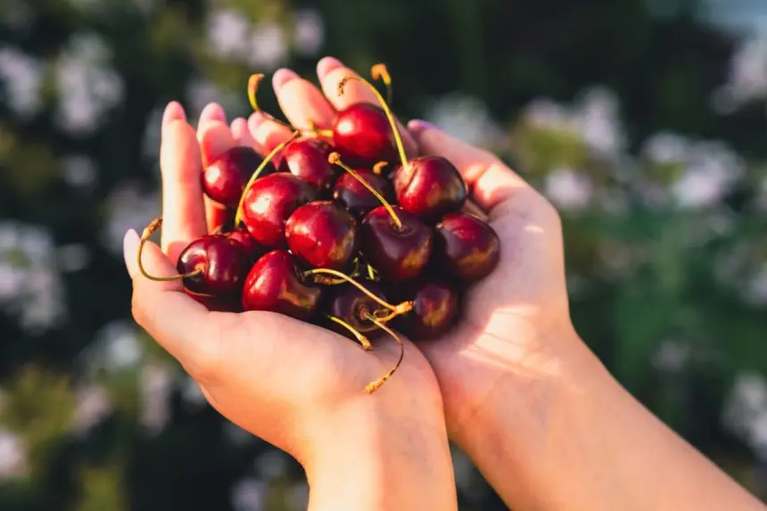 Confira os benefícios da cereja para a saúde Confira os benefícios da cereja para a saúde