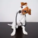 8 dicas para prevenir que o seu animal fique doente  8 dicas para prevenir que o seu animal fique doente