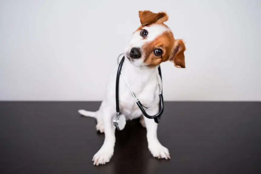 8 dicas para prevenir que o seu animal fique doente  8 dicas para prevenir que o seu animal fique doente