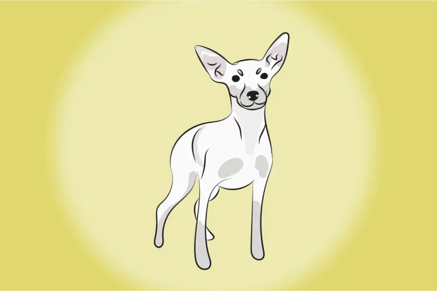 4 características do cachorro pinscher branco 