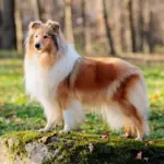 4 características do cachorro da raça rough collie 