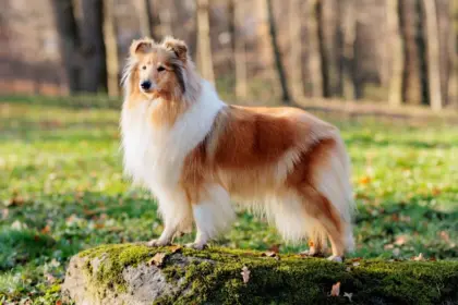 4 características do cachorro da raça rough collie 