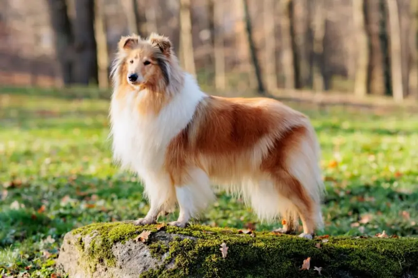 4 características do cachorro da raça rough collie 4 características do cachorro da raça rough collie