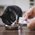 10 dicas para escolher o sachê para o gato 