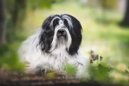 4 características do cachorro da raça terrier tibetano
