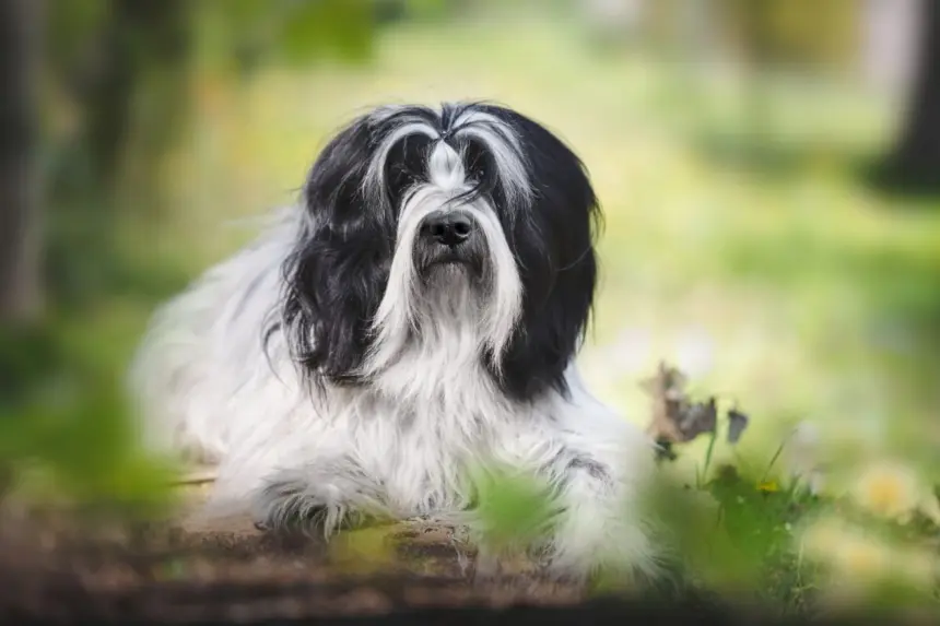 4 características do cachorro da raça terrier tibetano 4 características do cachorro da raça terrier tibetano