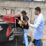 Polícia Civil resgata cachorro vítima de maus-tratos e aves criadas em cativeiro em Caldas Novas – Policia Civil do Estado de Goiás