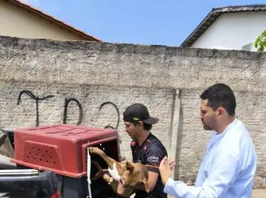 Polícia Civil resgata cachorro vítima de maus-tratos e aves criadas em cativeiro em Caldas Novas – Policia Civil do Estado de Goiás