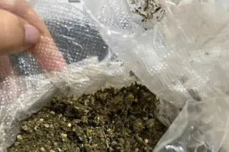 PCGO prende três integrantes de associação para o tráfico de drogas em Quirinópolis – Policia Civil do Estado de Goiás