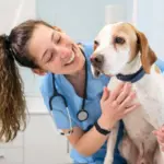 Veja as causas e os sintomas da hipertrigliceridemia em animais Veja as causas e os sintomas da hipertrigliceridemia em animais