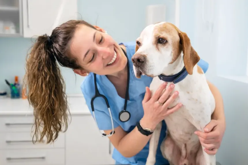 Veja as causas e os sintomas da hipertrigliceridemia em animais Veja as causas e os sintomas da hipertrigliceridemia em animais
