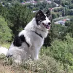 4 características do cachorro da raça yakutian laika 