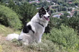 4 características do cachorro da raça yakutian laika 