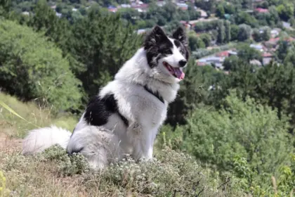 4 características do cachorro da raça yakutian laika 