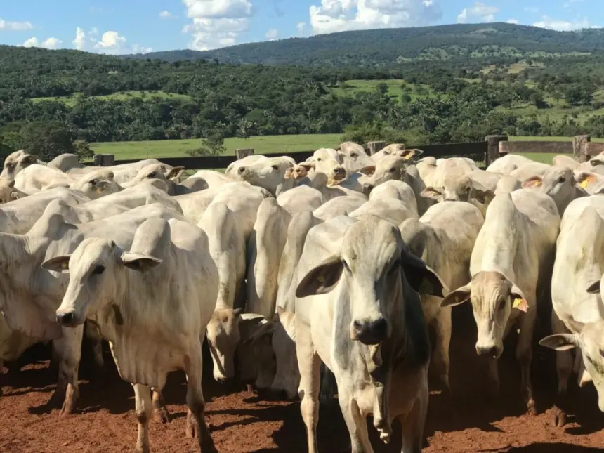 Produtor rural, fique atento! 2ª etapa da Declaração de Rebanho tem início no próximo sábado – Portal Goiás