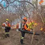 Identificados autores de incêndios florestais – Portal Goiás