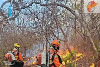 Identificados autores de incêndios florestais – Portal Goiás