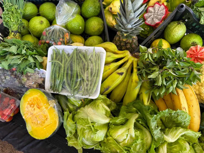 Governo beneficia mais de 2 mil produtores da agricultura familiar – Portal Goiás Governo beneficia mais de 2 mil produtores da agricultura familiar – Portal Goiás