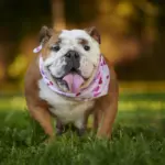 7 raças de cachorro originárias do Reino Unido 7 raças de cachorro originárias do Reino Unido