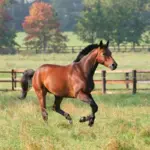 7 curiosidades interessantes sobre os cavalos 7 curiosidades interessantes sobre os cavalos