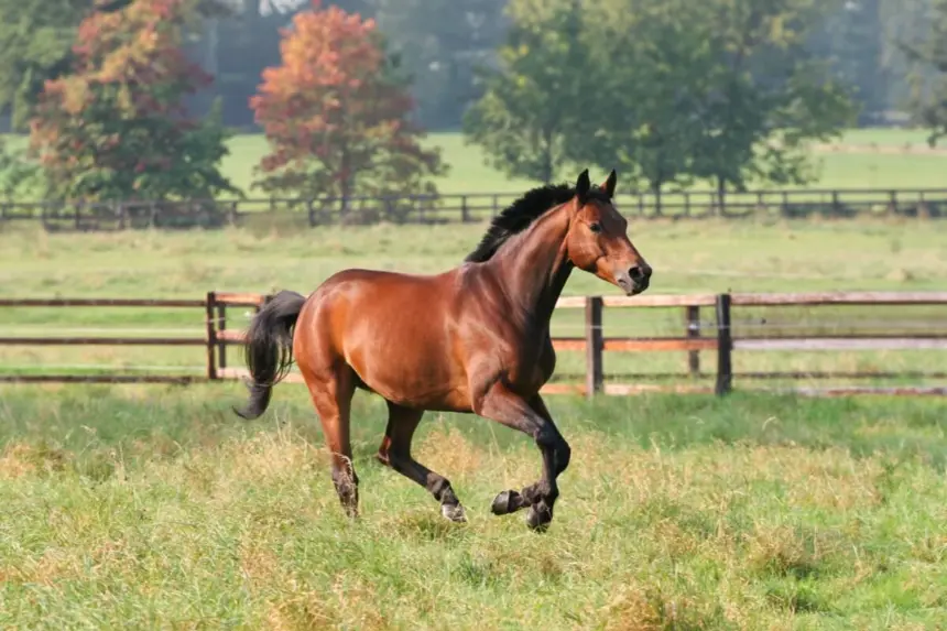 7 curiosidades interessantes sobre os cavalos 7 curiosidades interessantes sobre os cavalos