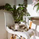 10 nomes perfeitos para gatos dorminhocos 10 nomes perfeitos para gatos dorminhocos