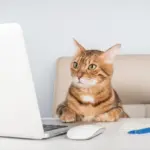 8 nomes perfeitos para gatos curiosos