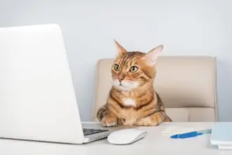 8 nomes perfeitos para gatos curiosos