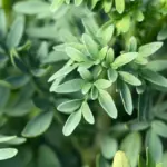 8 benefícios da arruda para a saúde e como usá-la 8 benefícios da arruda para a saúde e como usá-la