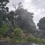 Árvores caem sobre veículos durante chuva e vento na região central de Goianésia