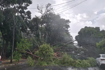 Árvores caem sobre veículos durante chuva e vento na região central de Goianésia