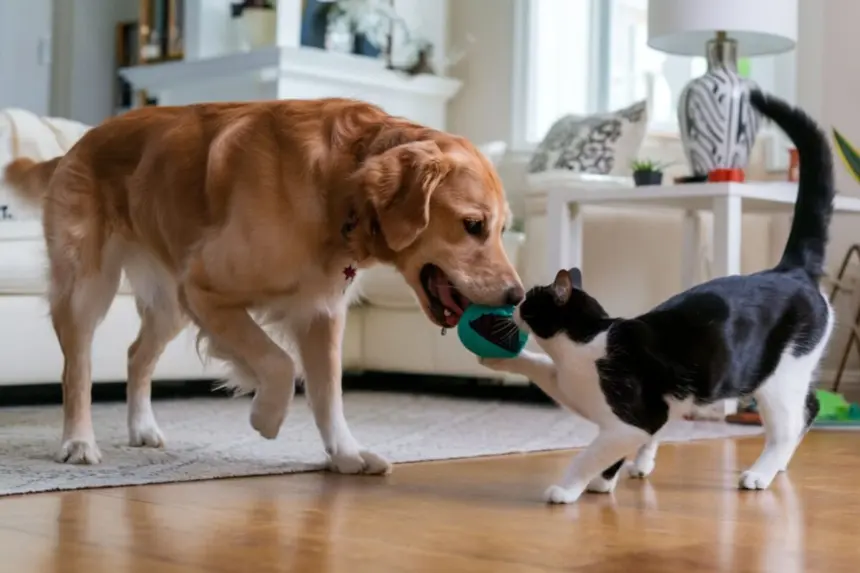 6 dicas para introduzir um cachorro em uma casa com gato