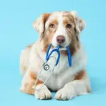 5 mitos sobre os tratamentos de câncer em animais de estimação