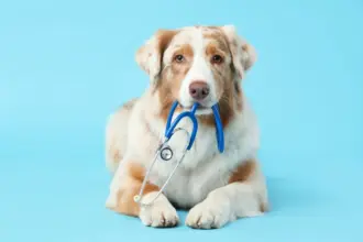 5 mitos sobre os tratamentos de câncer em animais de estimação