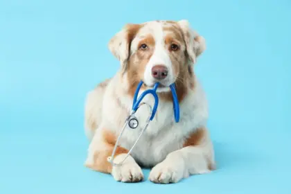 5 mitos sobre os tratamentos de câncer em animais de estimação