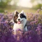 Veja como cuidar da saúde e do bem-estar dos pets na primavera