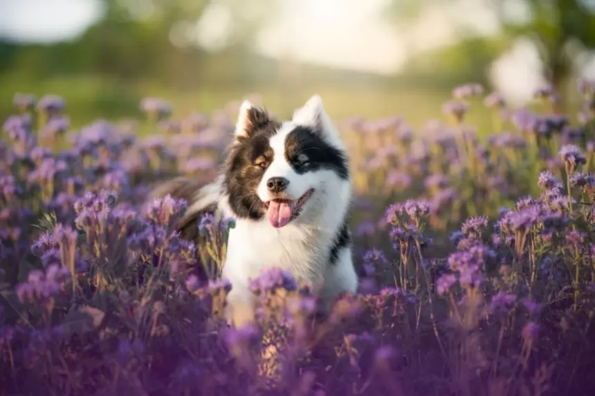 Veja como cuidar da saúde e do bem-estar dos pets na primavera