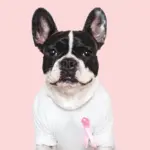 5 dicas para prevenir o câncer de mama em cadelas