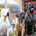 7 diferenças entre os cachorros das raças cane corso e dogo argentino  7 diferenças entre os cachorros das raças cane corso e dogo argentino
