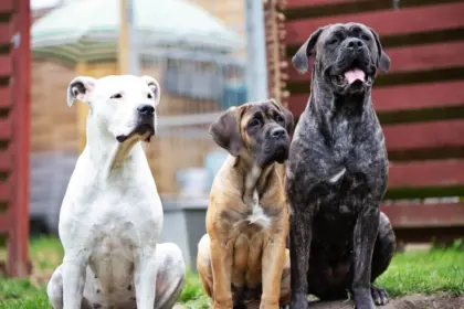 7 diferenças entre os cachorros das raças cane corso e dogo argentino 