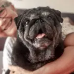 3 benefícios da suplementação para animais idosos 3 benefícios da suplementação para animais idosos
