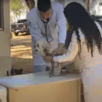 Goianésia realiza 2ª Campanha Pública de Castração de Cães e Gatos Machos Goianésia realiza 2ª Campanha Pública de Castração de Cães e Gatos Machos